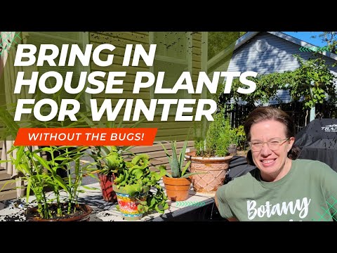 How to Bring House Plants Indoors for Winter Without Bugs