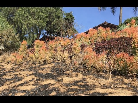 How to Use Succulents as a Firebreak