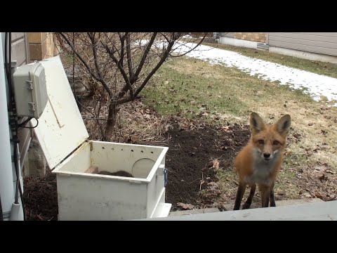 Mother Fox Returns For Her Babies | Never Seen Before Footage!!