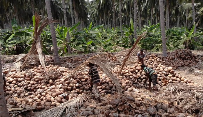 Indian Coconut Coir Field Workers