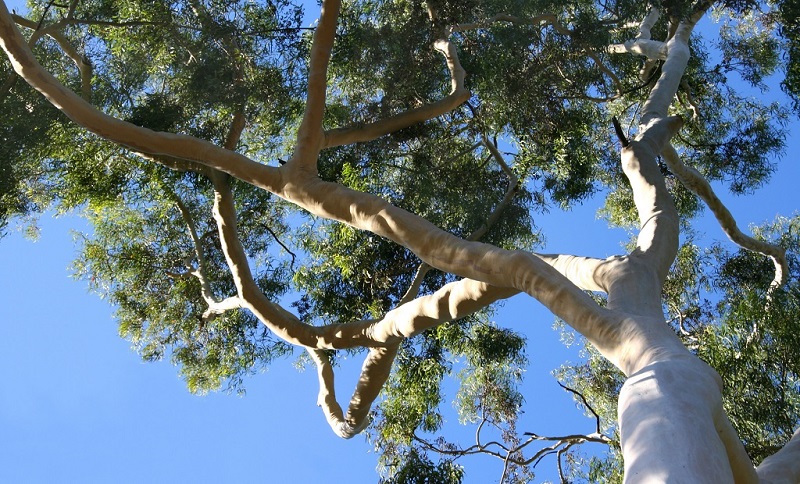 Eucalyptus Tree Underneath View