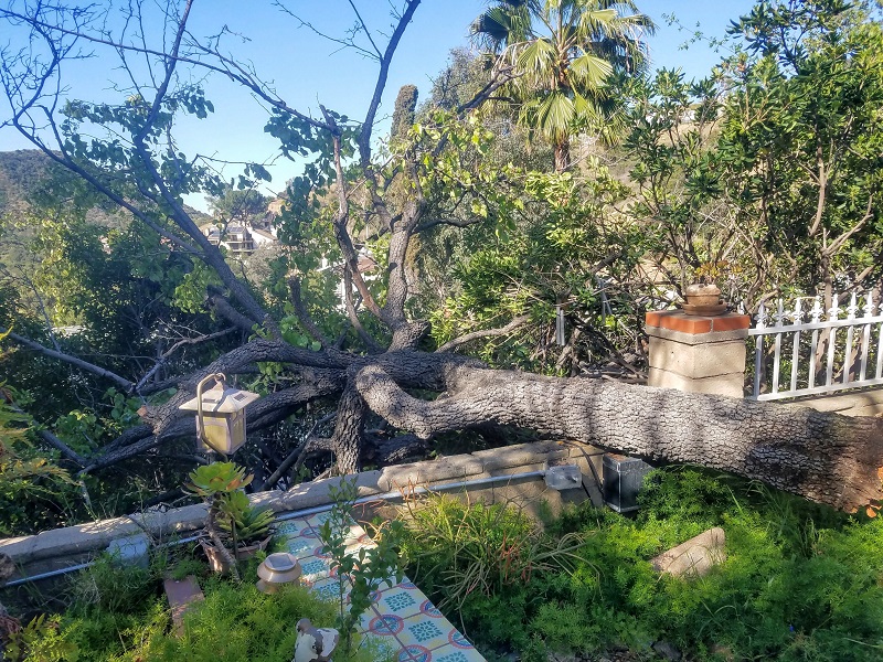 Fallen Bradford Pear Tree