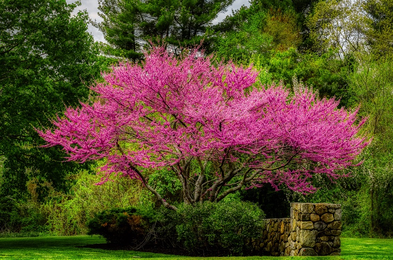 Redbud Tree Purple Spring Bloom