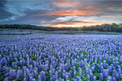 The Woodlands, Texas Bluebonnet Field