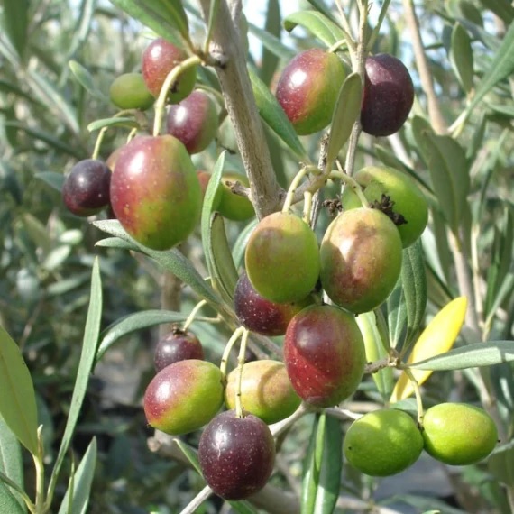 Arbquina Olive Tree with Olives on the Branch PlantingTree.com