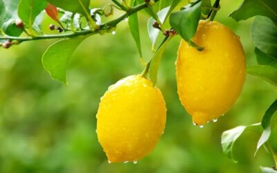 Best Fruit Trees to Plant by Hardiness Zone