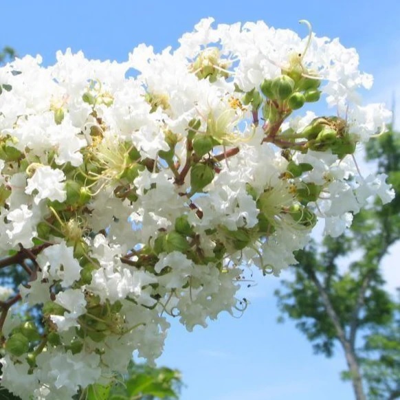 Natchez Crape Myrtle blooms