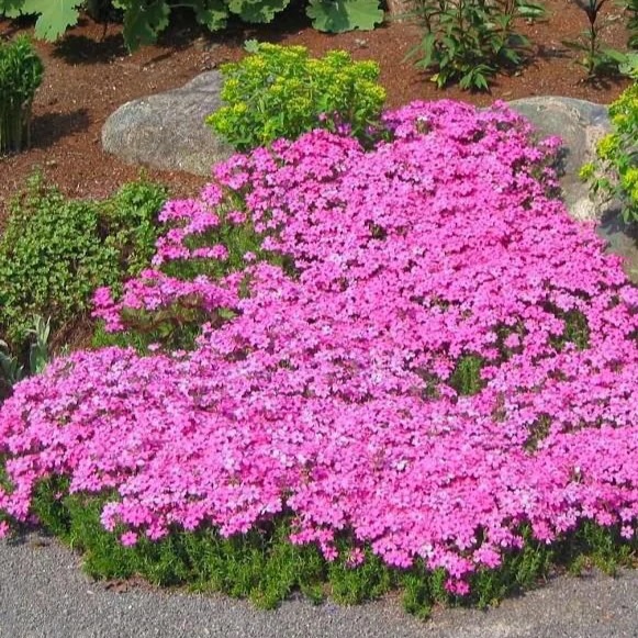 Drummond's Pink Creeping Phlox Ground Cover
