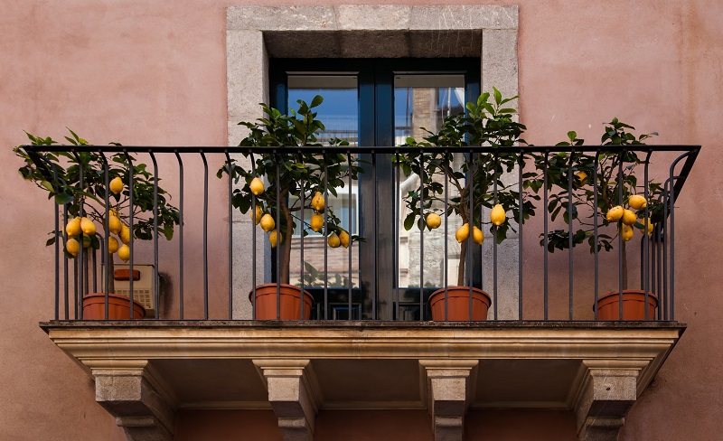Small Meyer Lemon Trees on Balcony
