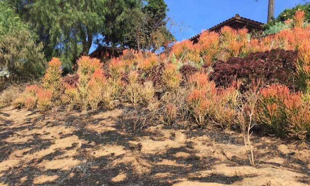 Firescaping: How to Protect Your Home with Fire Resistant Landscapes