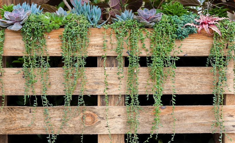 Low-Maintenance Garden with Native Succulent Plants over a Wooden Pallet