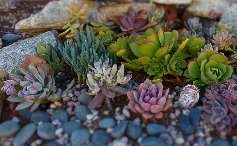 Small Rock Garden with Succulent Plants