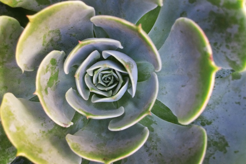 Close Up View of a Native Succulent Plant