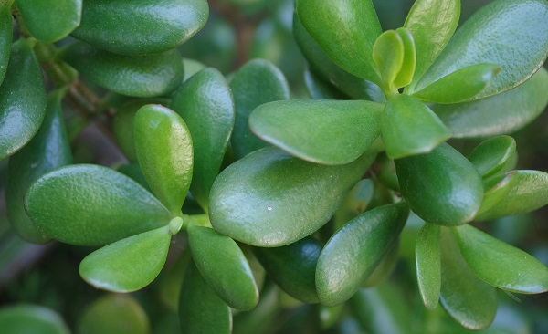 Jade Plant Closeup View