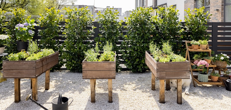 Plants in Raised Beds in an Urban Backyard Sensory Garden