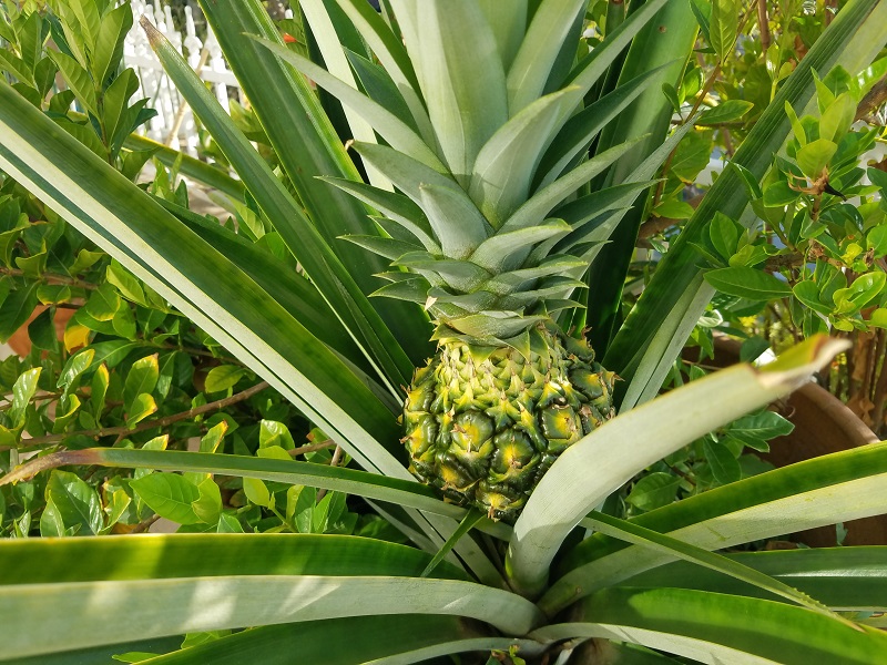 Pineapple Plant & Fruit grown from the head of a store-bought pineapple in a Sensory Garden