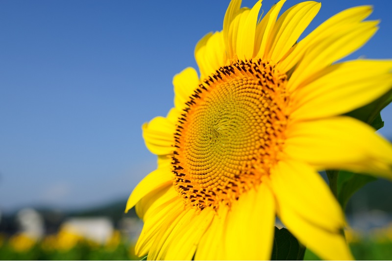 Sunflower facing towards the Sun