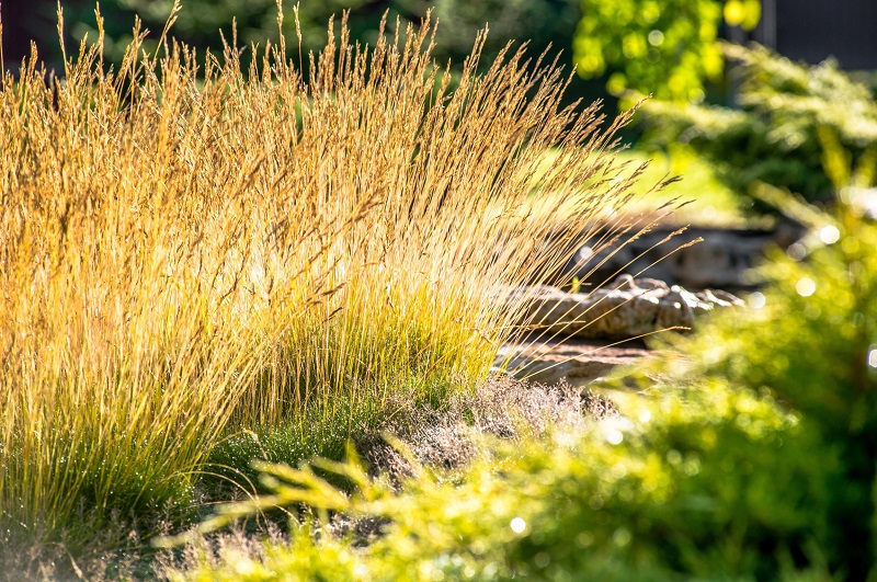 Closeup view of tall grass in a landscaped lawn