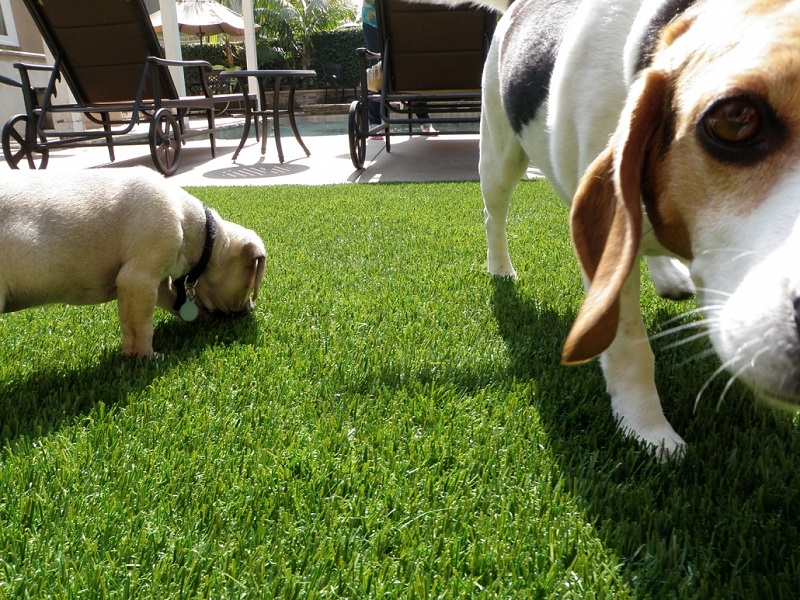 Everlast pet-friendly artificial grass in backyard with two dogs playing, closeup view