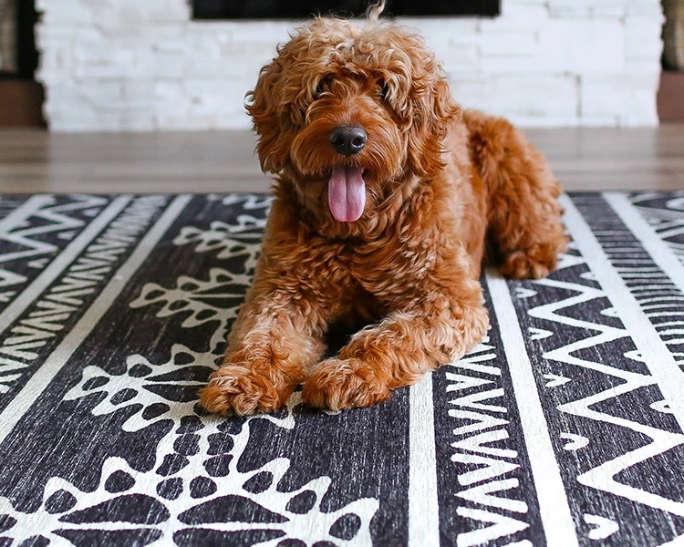 Labradoodle dog lying on a blue and white Ruggable washable rug