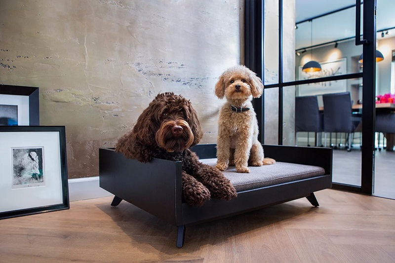 Two dogs on an elegant black Lord Lou dog sofa bed
