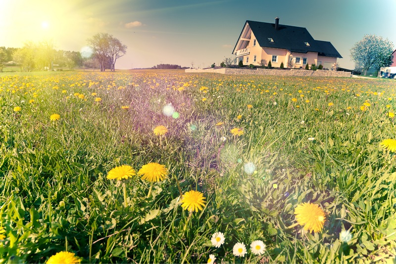 Pink rural house with large lawn with dandelions on a sunny day