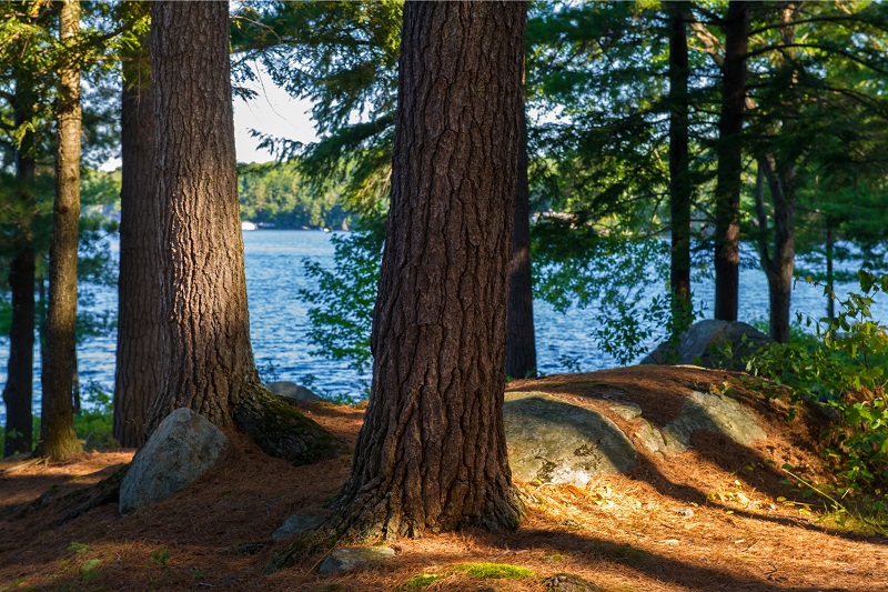 Trees obstructing view of lake