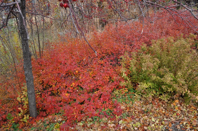 Gro-Low Sumac in the fall. Image courtesy of Conservation Garden Park