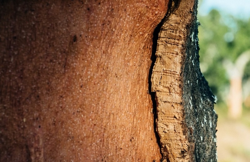 Closeup view of a stripped cork oak tree