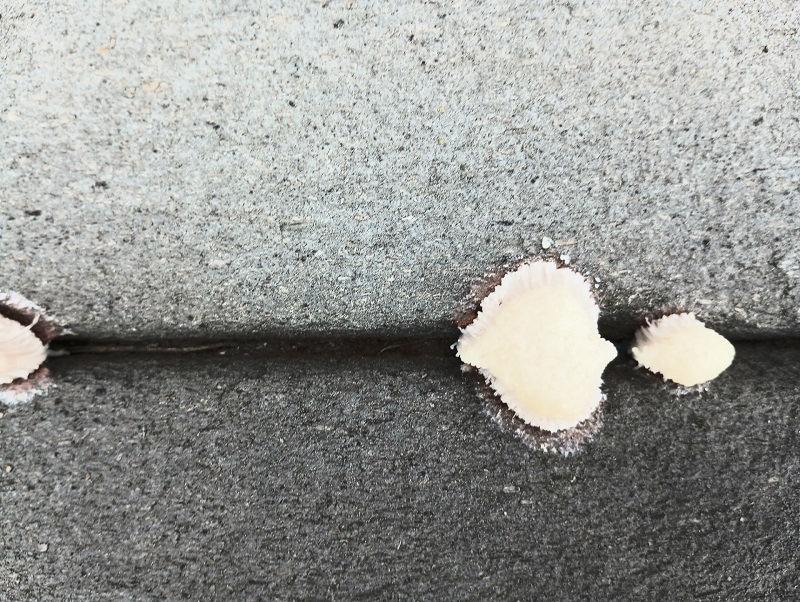Closeup view of fungal growth between Trex decking boards