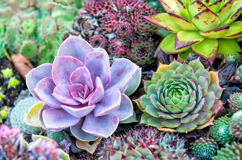Color psychology: cool colors found in nature - blues, greens and purples within succulent plants