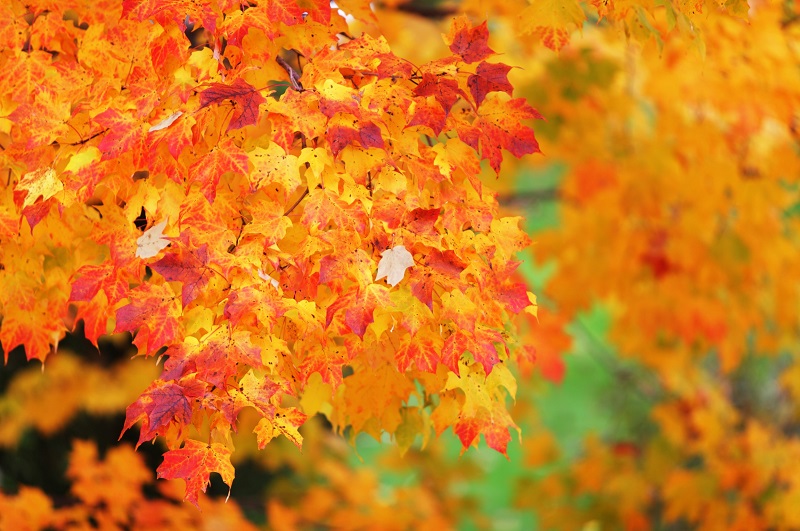 Color psychology: warm colors found in nature - red, orange and yellow leaves of a tree in autumn