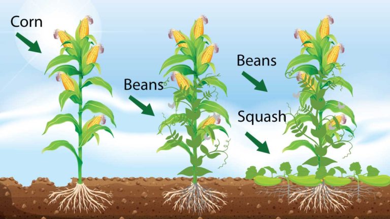 FreshPoint Three Sisters illustration of corn, beans and squash crops helping each other