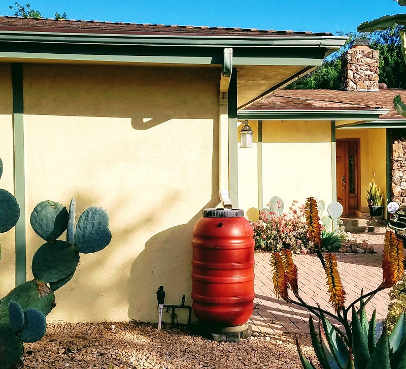 Rainwater harvesting rain barrel attached to home with a native succulent garden