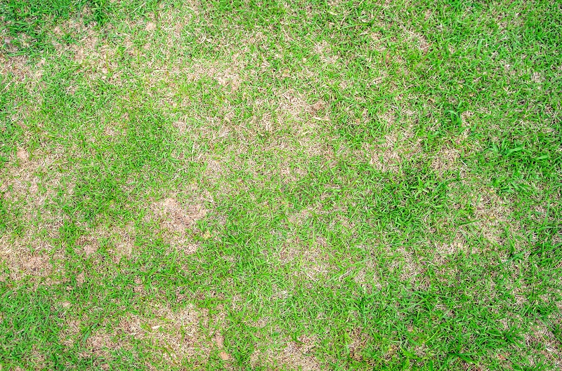 Close up view of a patchy lawn