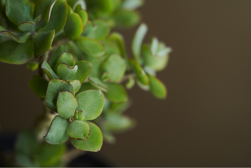 Closeup view of a Jade plant. Crassula Ovata