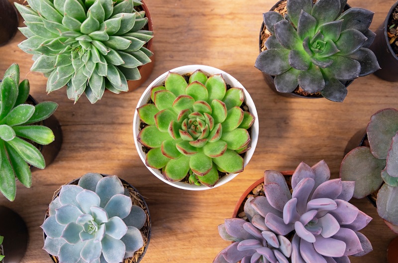 Collection of potted Echeveria Lola succulents on wooden table