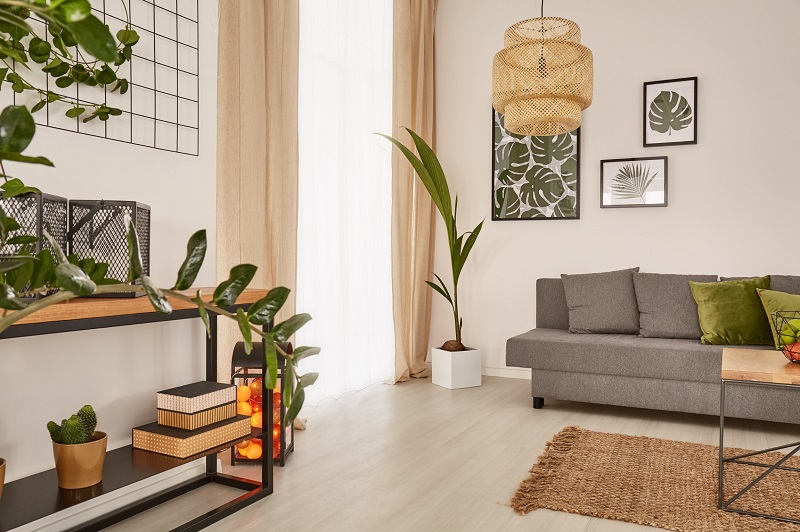 Cozy living room with attractive houseplants