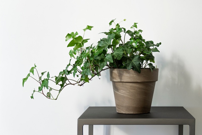 English ivy in brown pot on small gray table indoors. Hedera helix