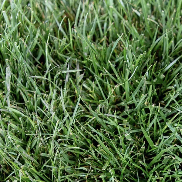 Close up view of Fescue grass (Bolero Plus from SodLawn)