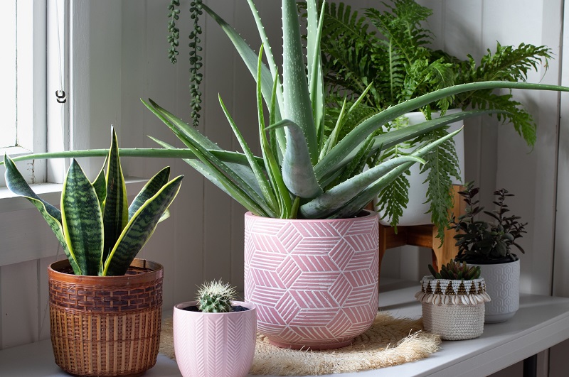 Group of houseplants perfect for small interior spaces