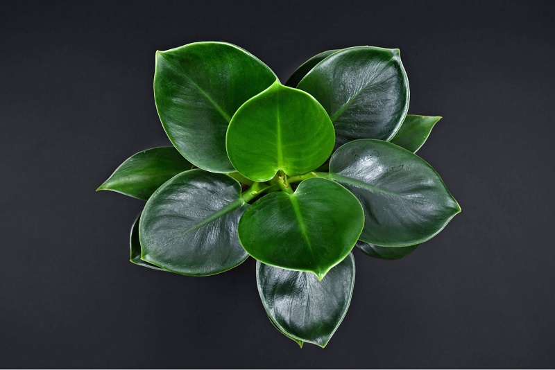 Overhead view of a Philodendron Green Princess. Philodendron Selloum ‘Green Princess’