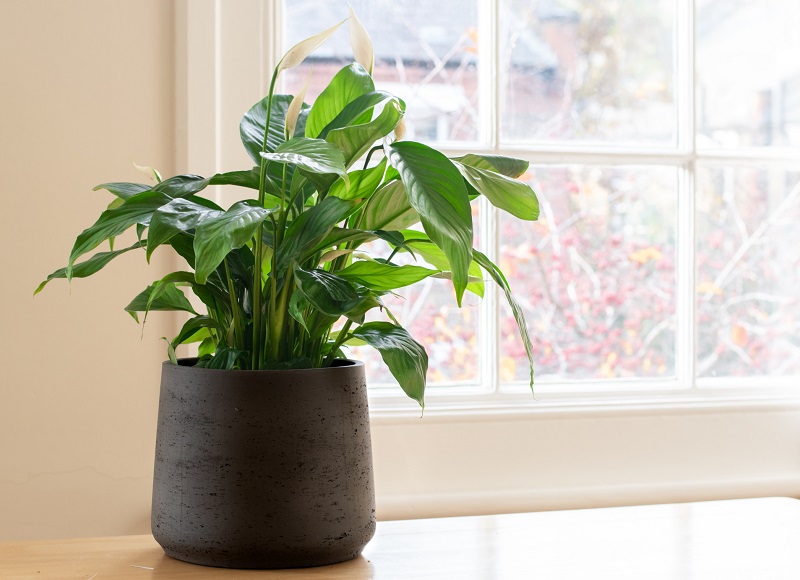Potted Peace Lily in front of window. Spathiphyllum 'Mauna Loa'
