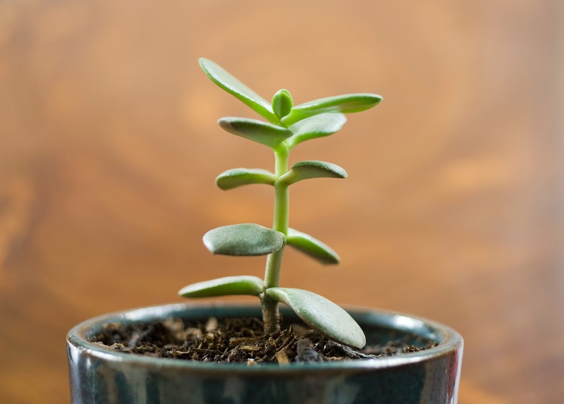 Small Jade plant in ceramic pot. Crassula Ovata
