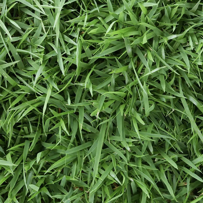 Close up view of Zoysia grass