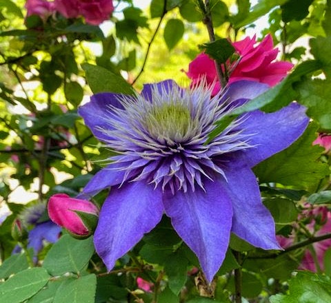 Beautiful purple flower in full bloom