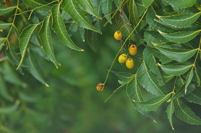 Closeup view of a Neem tree and its leaves and fruit