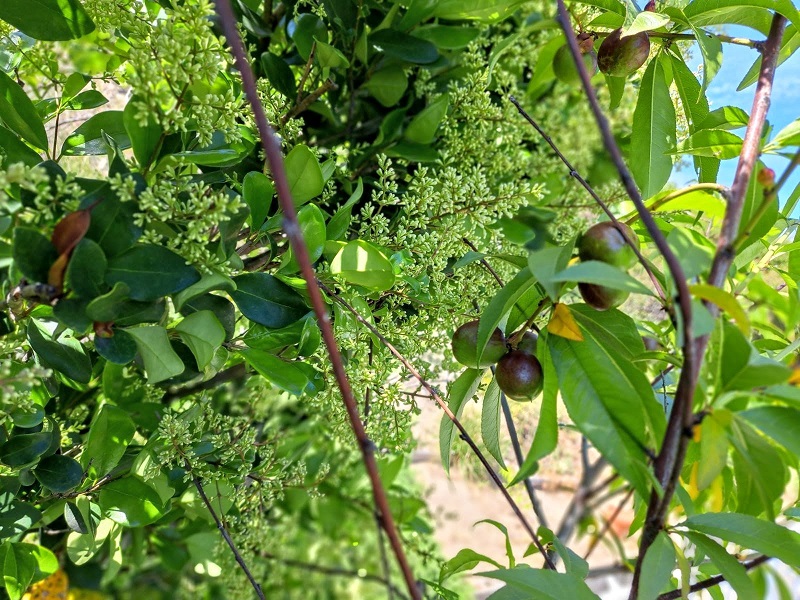 Closeup view of nectarine tree with young fruit
