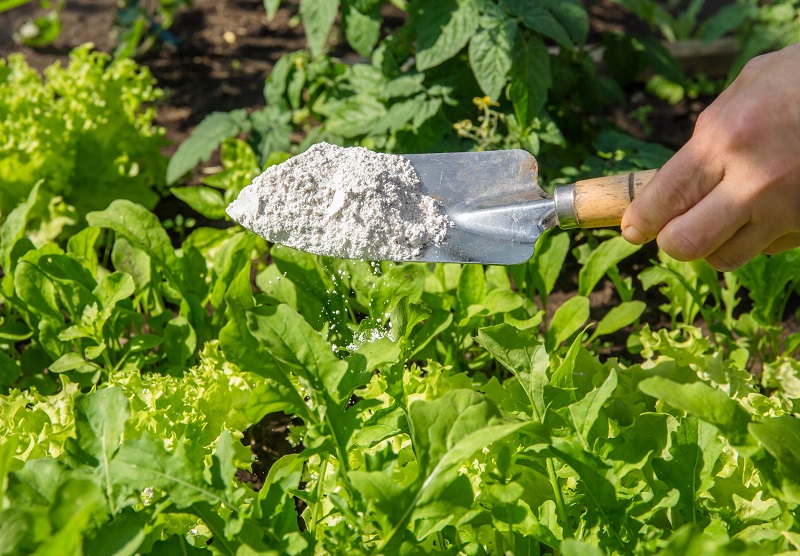 gardener sprinkles diatomaceous earth powder on vegetable garden