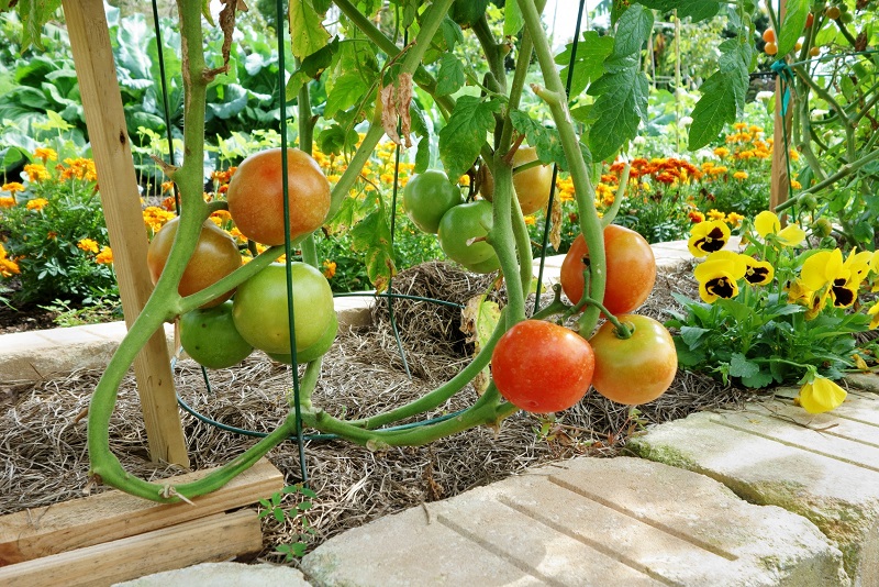 Tomato plants growing near nasturtiums and marigolds